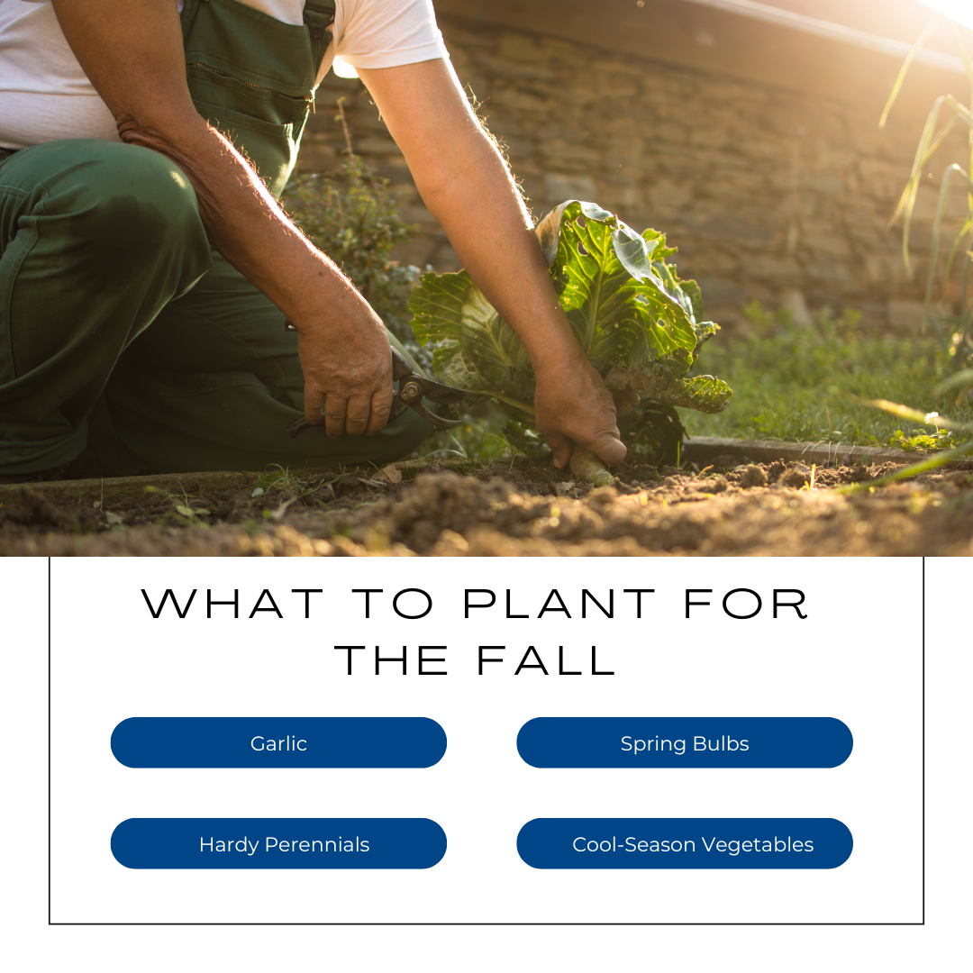 What to Plant for the Fall!